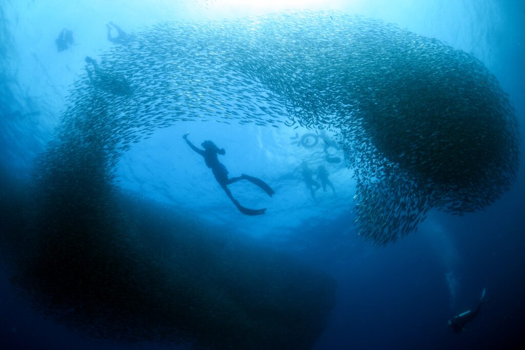 Diving with Sardines in Moalboal, Cebu